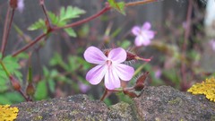 Flowers nature multicolor