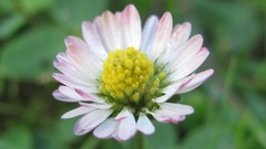 Flowers nature multicolor