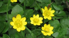 Flowers nature multicolor