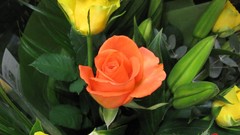 Flowers nature multicolor