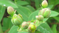 Flowers nature multicolor