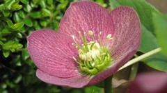 Flowers nature multicolor