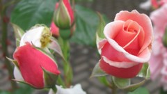 Flowers nature multicolor