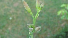 Flowers nature multicolor