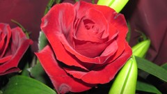 Flowers nature multicolor