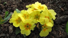 Flowers nature multicolor