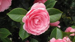 Flowers nature multicolor