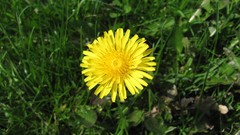 Flowers nature multicolor