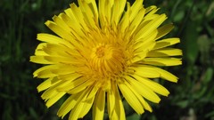 Flowers nature multicolor