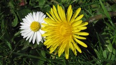 Flowers nature multicolor