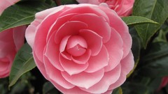 Flowers nature multicolor