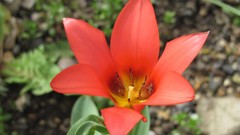 Flowers nature multicolor