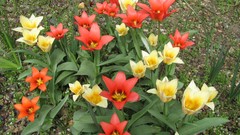 Flowers nature multicolor