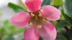 Flowers nature multicolor