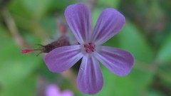 Flowers nature multicolor