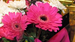 Flowers nature multicolor