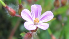 Flowers nature multicolor