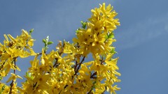 Flowers nature multicolor