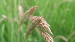 Flowers nature multicolor