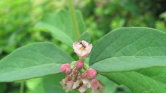 Flowers nature multicolor
