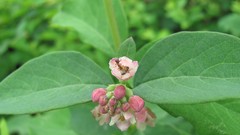 Flowers nature multicolor