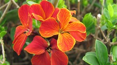 Flowers nature multicolor