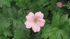 Flowers nature multicolor