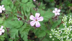 Flowers nature multicolor