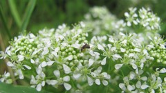 Flowers nature multicolor