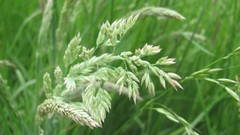 Flowers nature multicolor