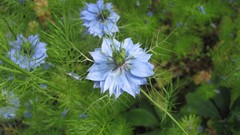 Flowers nature multicolor