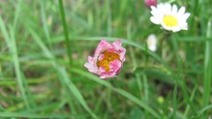 Flowers nature multicolor