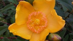 Flowers nature multicolor