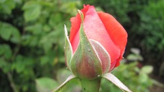 Flowers nature multicolor