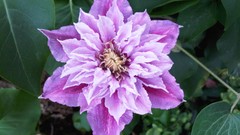 Flowers nature multicolor