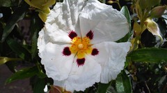 Flowers nature multicolor