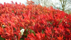 Flowers nature multicolor