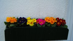 Flowers nature multicolor