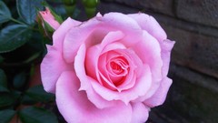 Flowers nature multicolor