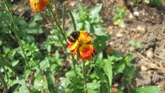 Flowers nature multicolor