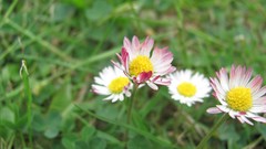 Flowers nature multicolor