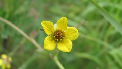 Flowers nature multicolor
