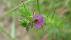 Flowers nature multicolor