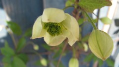 Flowers nature multicolor