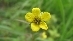 Flowers nature multicolor