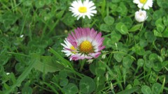 Flowers nature multicolor