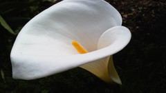 Flowers nature multicolor