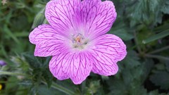 Flowers nature multicolor