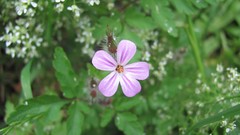 Flowers nature multicolor