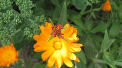 Flowers nature multicolor